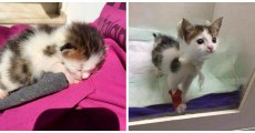 After Rescuing This Kitten From A Skip, The Vet Gave Them An Enormous Surprise
