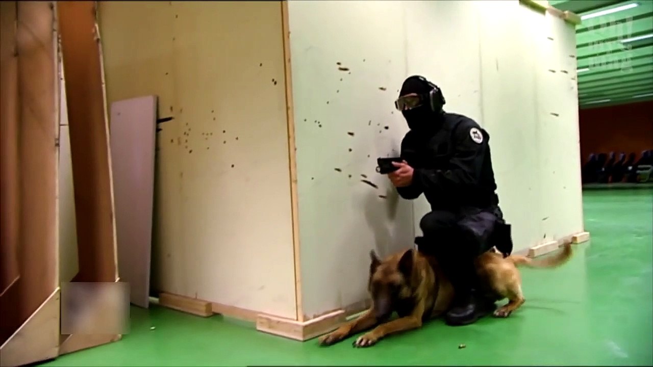 Hunde helfen mit ihrem guten Spürsinn der Krebsforschung