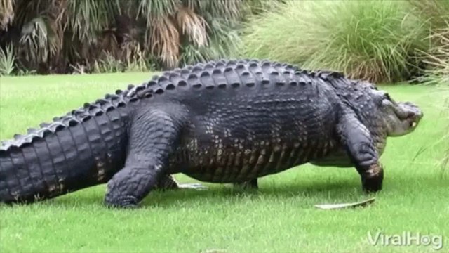 Crocodile has been freed from a tyre after 5 years