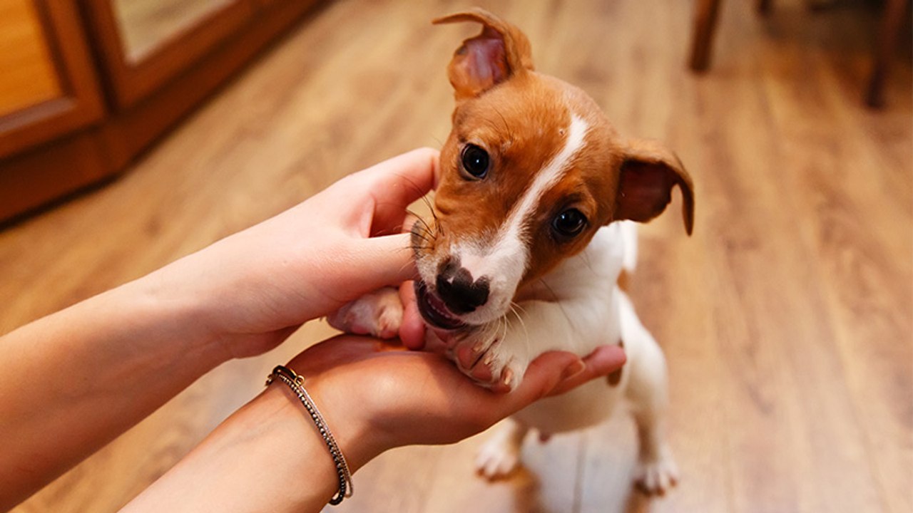 Mann glaubt, seine Frau hat einen Jack-Russell-Welpen adoptiert, dann folgt das böse Erwachen