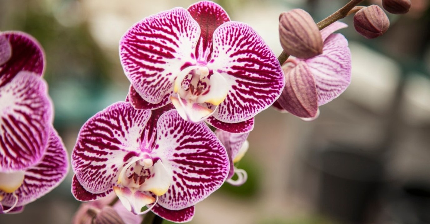 Damit ihre Orchidee lange blüht, legt diese Frau etwas ganz Bestimmtes in den Blumentopf