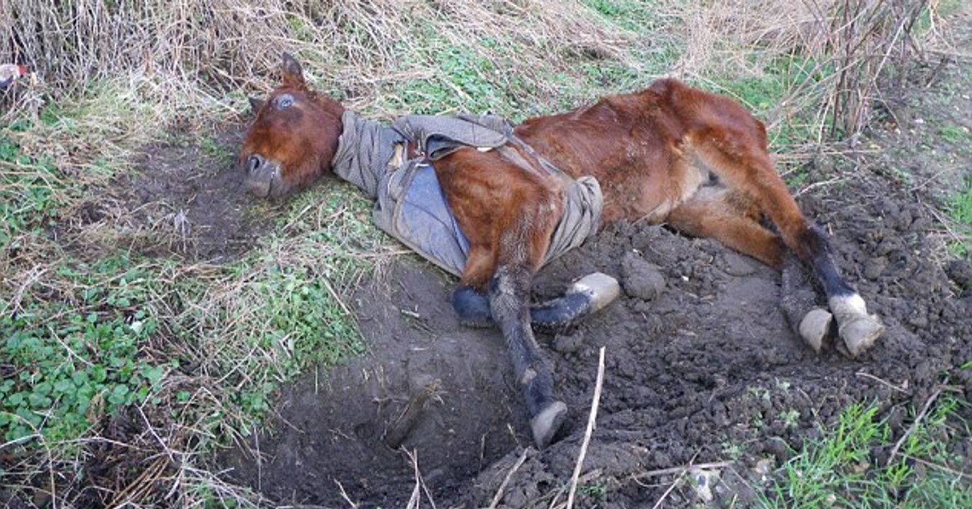 Trauriger Rekord: Was sie an dieser Stute entdecken, gab es so noch nie