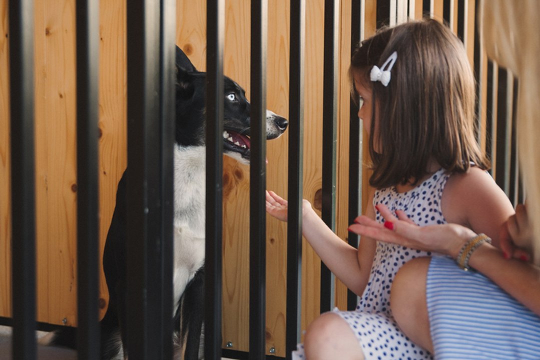 This Dog Realises He's Finally Been Adopted - And His Reaction Will Bring Tears To Your Eyes