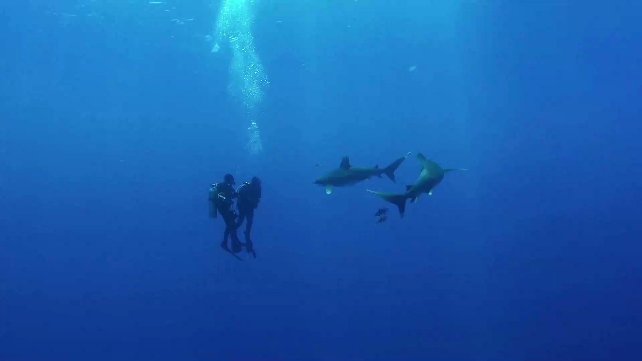 Unbekannter Hai: Forscher entsetzt, als sie den Kopf genauer betrachten