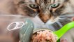 This Is Why Feeding Your Cat Tuna Could Be More Dangerous Than You Think