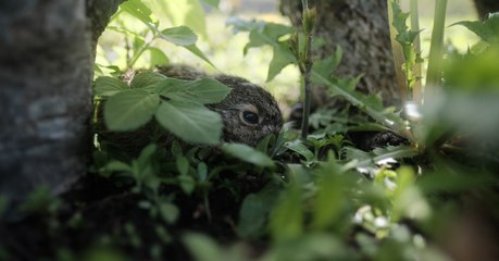 Download Video: Gruselig: Brüder können nicht fassen, was dem Kaninchen aus dem Kopf wächst