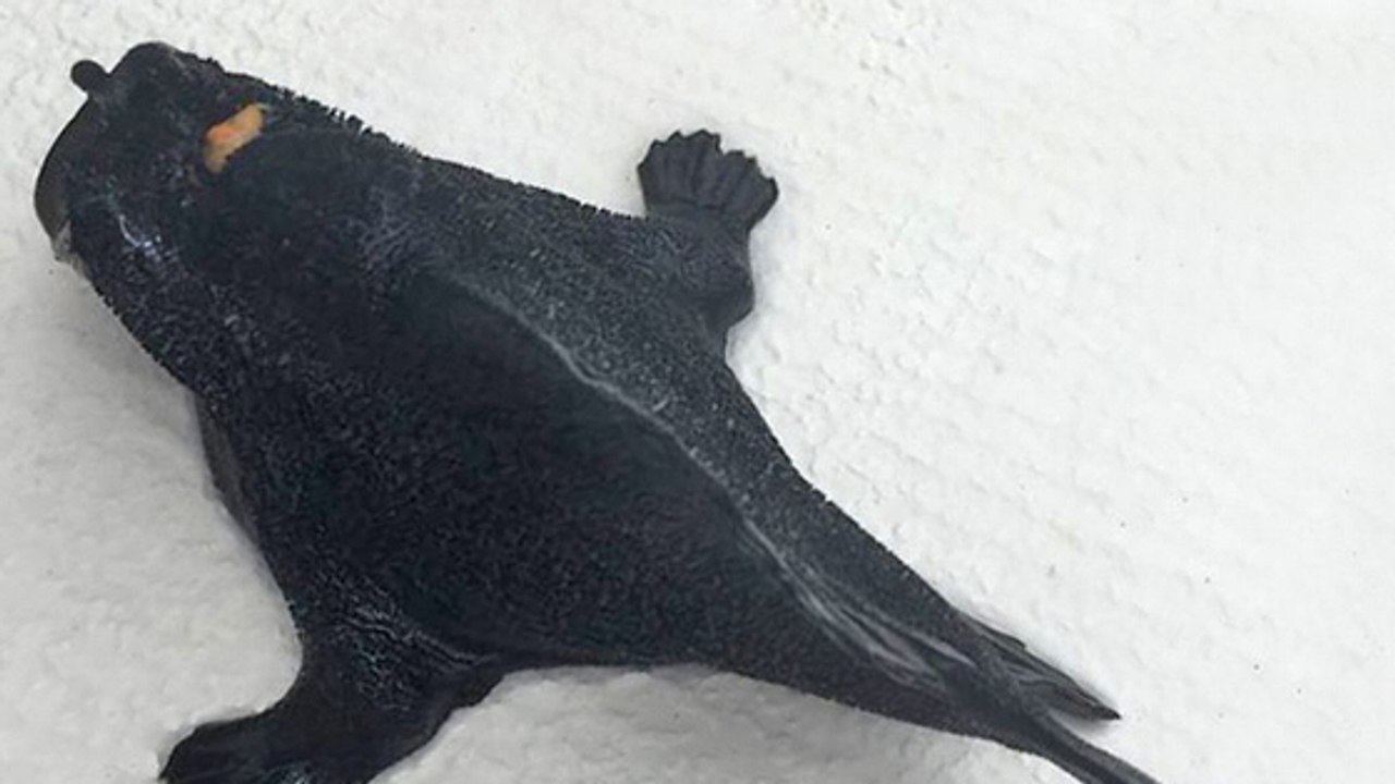 Paar entdeckt am Strand einen mysteriösen Fisch mit Beinen
