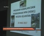 H5N1: Ayam di Kelantan selamat dimakan