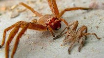 Das sind die 5 gefährlichsten Giftspinnen der Welt