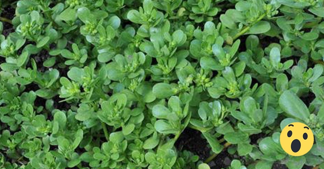 Essbares Unkraut: Portulak wächst in jedem Garten, landet aber nur selten auf dem Teller