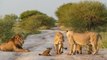Löwen nähern sich einem Fuchsbaby: Was sie dann machen, bricht einem das Herz
