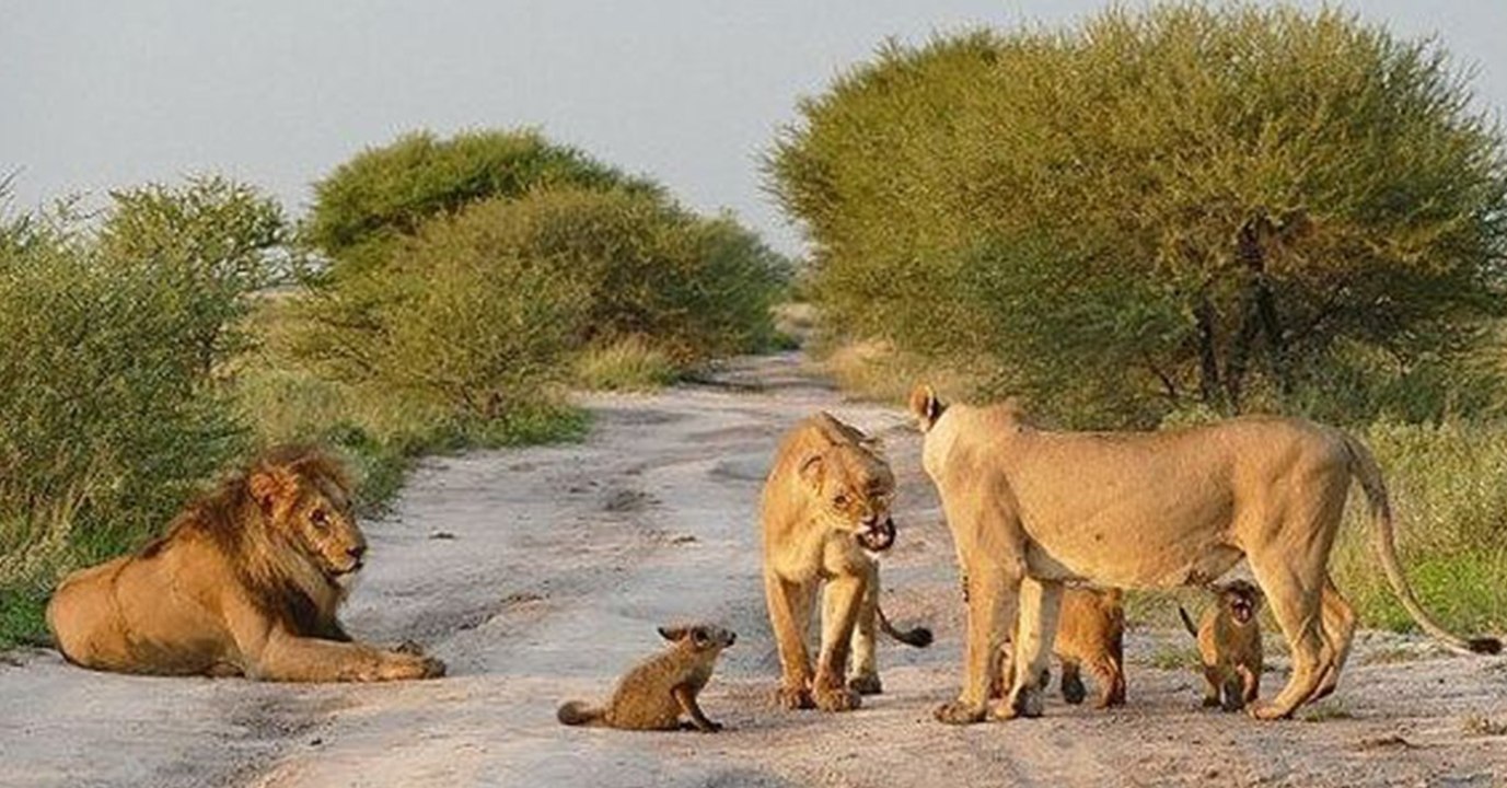 Löwen nähern sich einem Fuchsbaby: Was sie dann machen, bricht einem das Herz