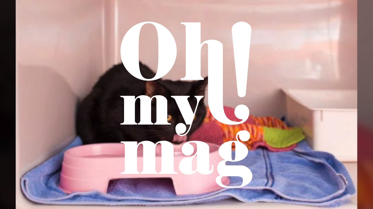 Kätzchen in Not: Tierärztin muss eine äußerst ungewöhnliche Methode anwenden