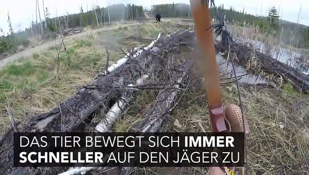 Schreckliche Begegnung: Schwarzbär greift Mann aus dem Nichts an