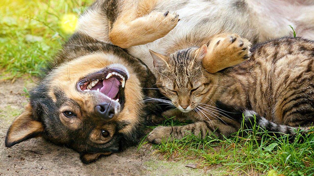 Hitzschlag: So erkennst du, ob dein geliebtes Haustier gefährdet ist