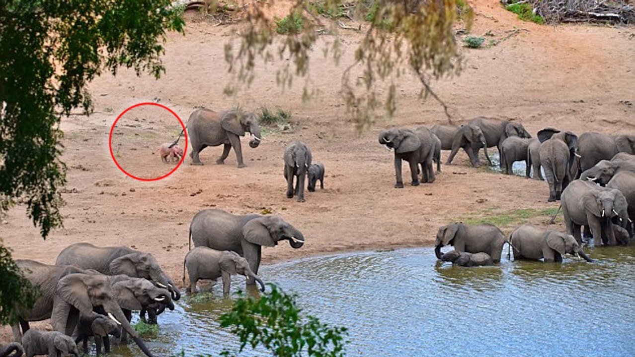 Mitten auf Safari sieht ein Mann eine wundervolle Szene