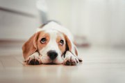 Scientists say that dogs have a technique for breaking our hearts