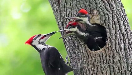 for the safety of this bird predator make a nest in a tree and high