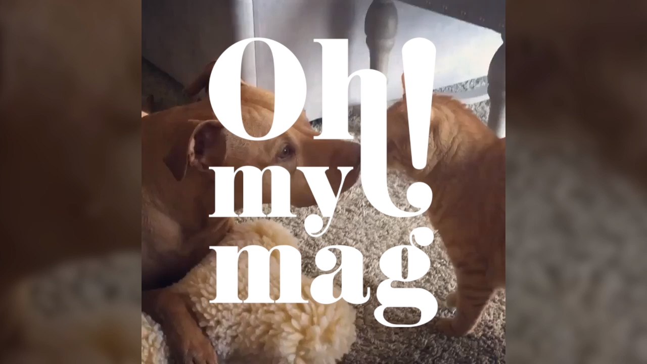 This Video Proves Cats And Dogs Really Can Be Best Friends