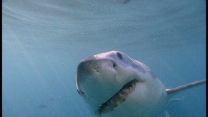 5-meter white shark devours diving instructor in Australia