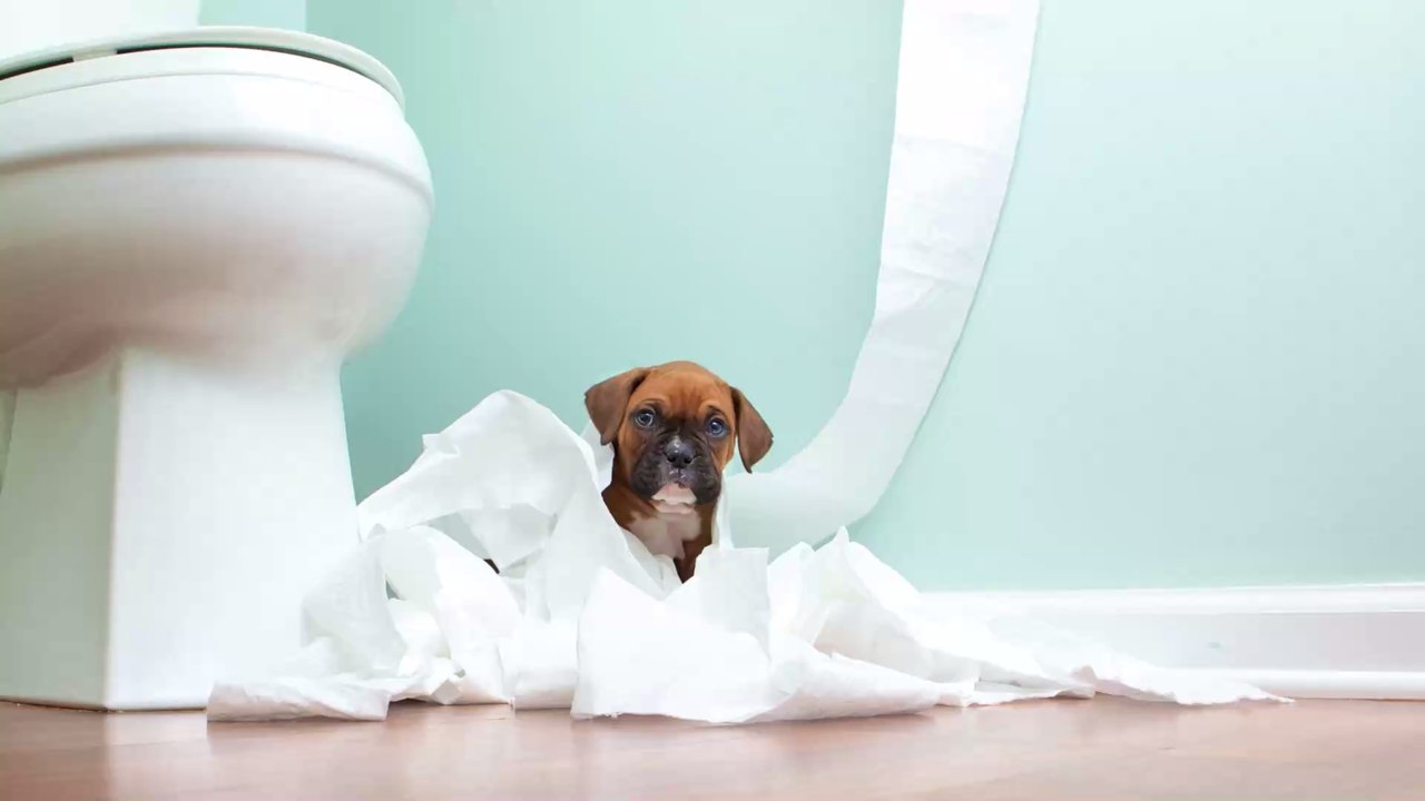 Darum verfolgt dich dein Hund bis ins Badezimmer und das kannst du dagegen tun