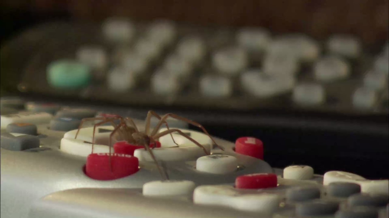 Warum ihr niemals eine Spinne in eurem Haus töten solltet