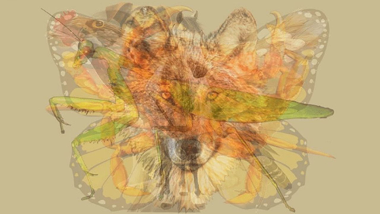 Das erste Tier, das du siehst, verrät etwas über deine Persönlichkeit