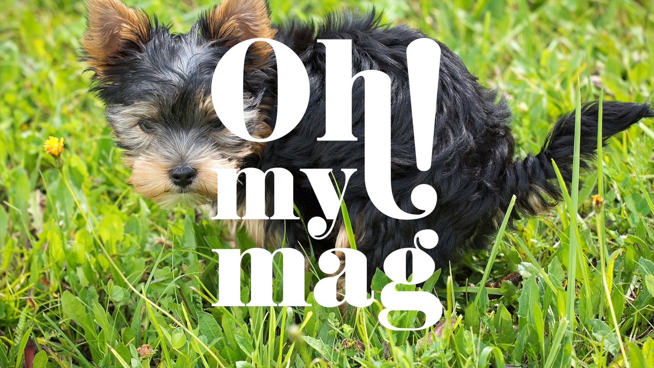 Darum guckt dein Hund dich an, während er sein Geschäft macht