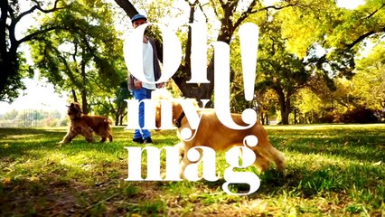 3 Things You Can Do To Help Your Dog Live Longer