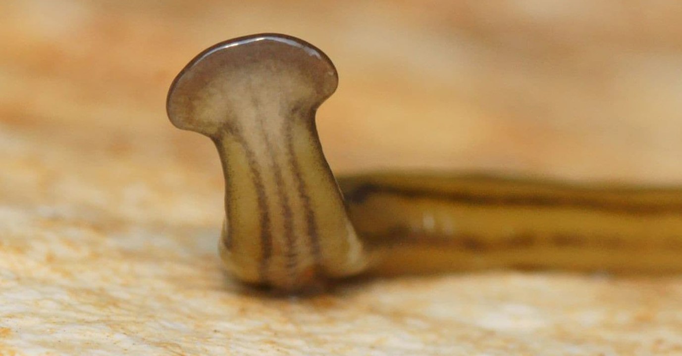 Riesige Plattwürmer erobern die Gärten und werden zur Bedrohung
