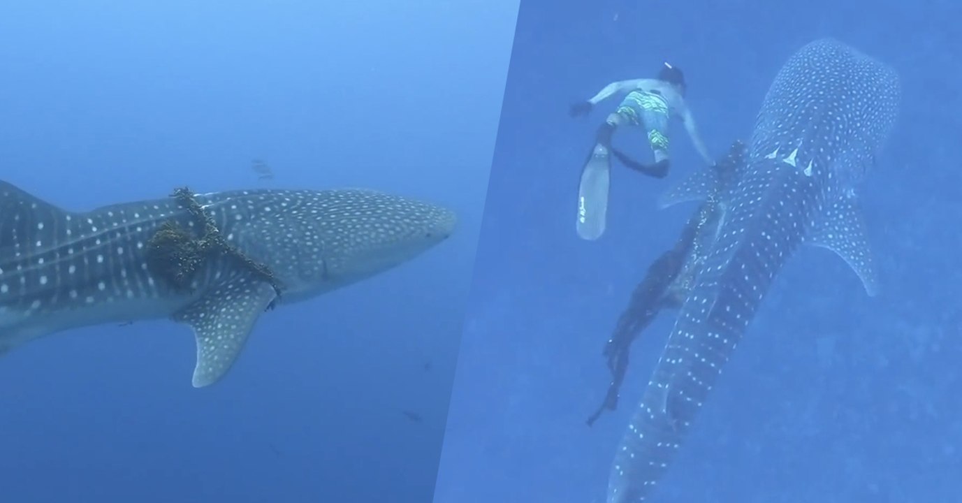 Beeindruckend: Hobby-Taucher in wagemutiger Rettungsaktion