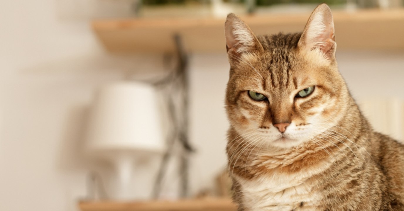 Unbedingt vermeiden: Wenn du das tust, schadest du deiner Katze