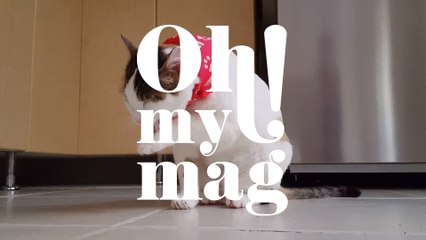 Aus diesem Grund haben Katzen eine raue Zunge