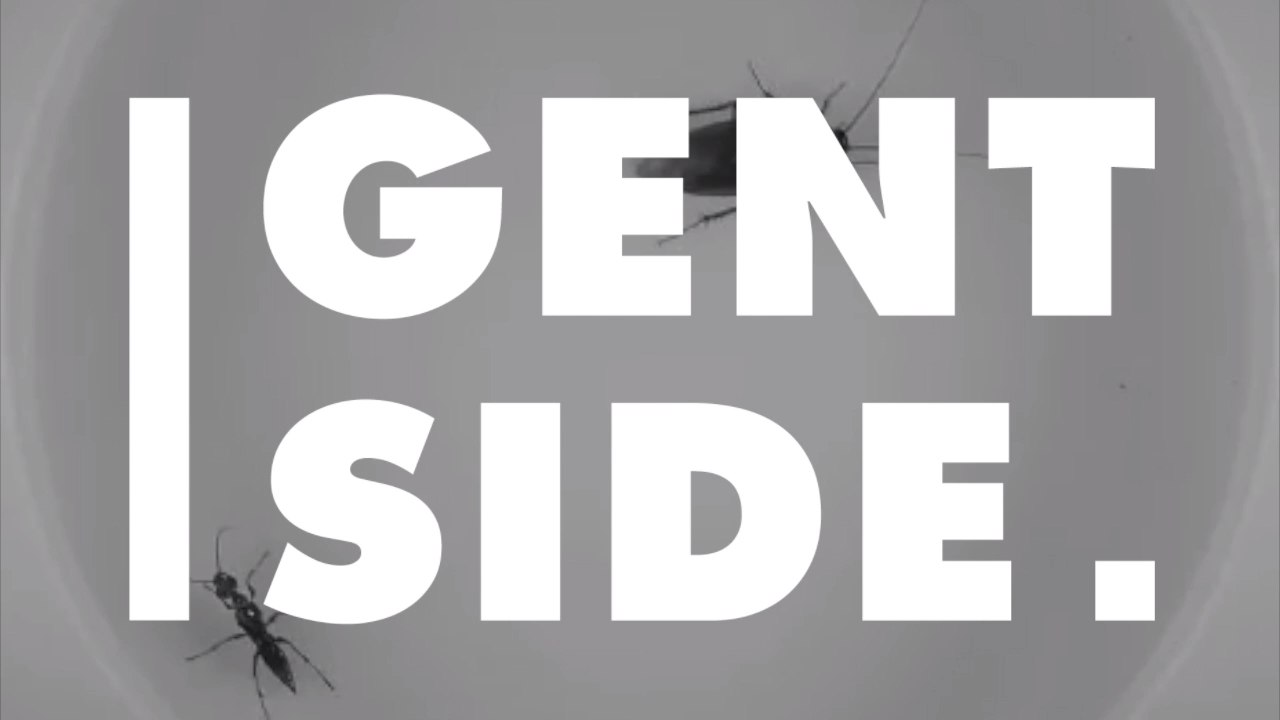 Unglaublicher Kampf: Wespe verwandelt ihre Opfer in Zombies