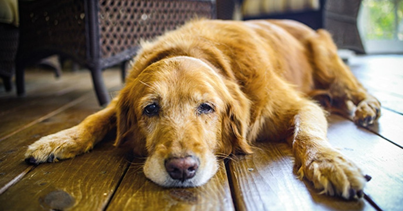 Schwerer Verlust: So bereitest du dich auf den Tod deines Haustiers vor