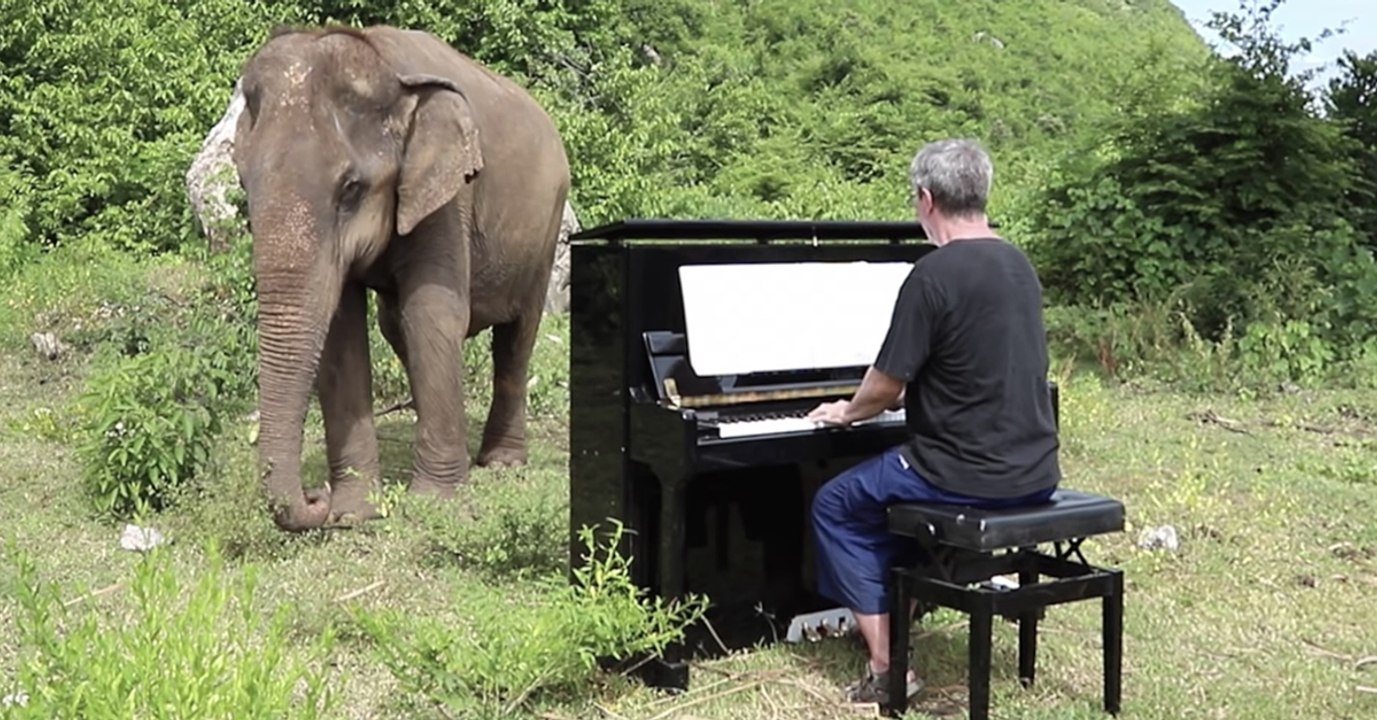 Mann spielt Klavier für blinden Elefanten: Dessen Reaktion ist großartig!