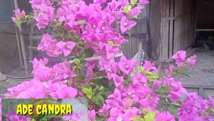 Bougenvillea. ||. Bugenvile || bunga kertas