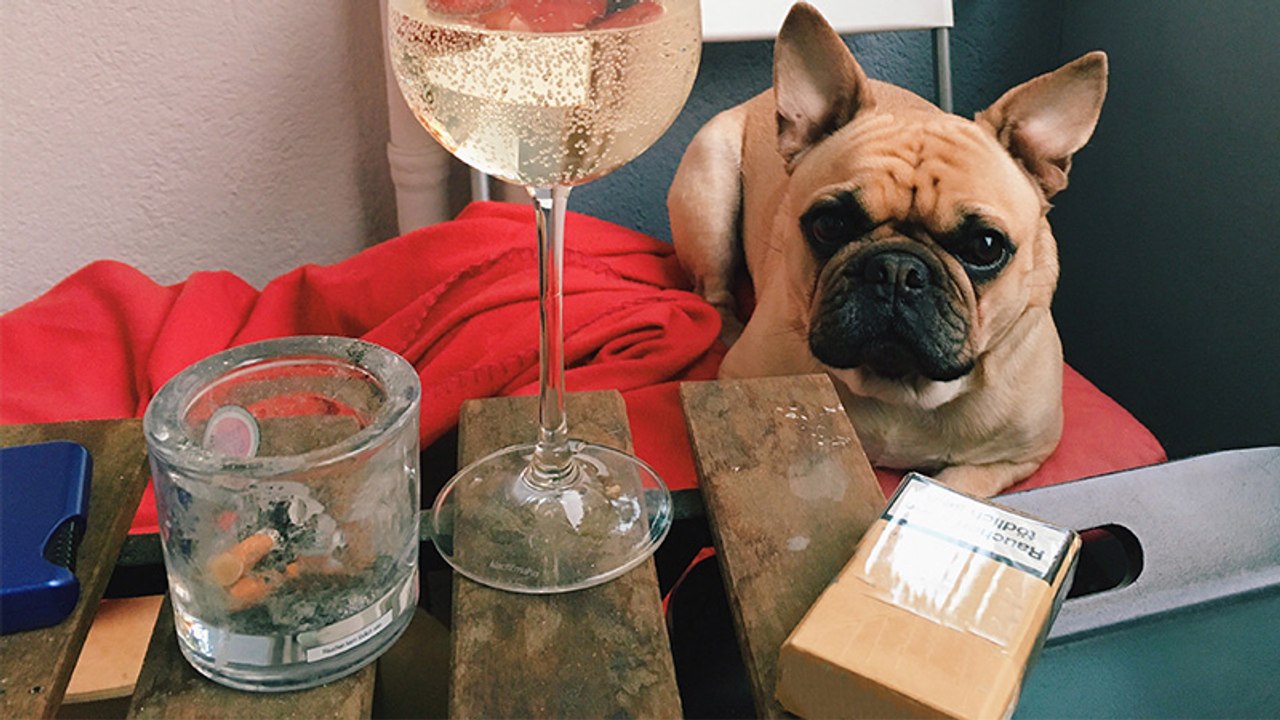 So wirkt sich Passivrauchen auf die Gesundheit deines Haustieres aus