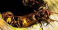 Vidéo : Quand 30 frelons japonais s'en prennent à un essaim de 30 000 abeilles