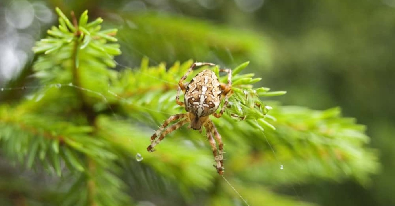 Das große Krabbeln: Was du beim Weihnachtsbaum-Kauf beachten solltest