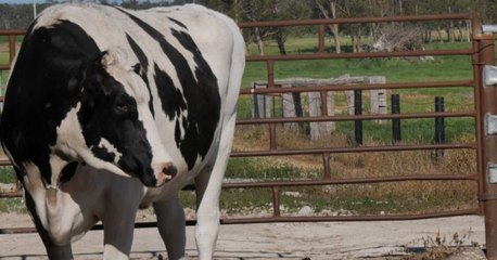 "MUHtant": Ein seltsames Körpermerkmal rettet dem Bullen das Leben