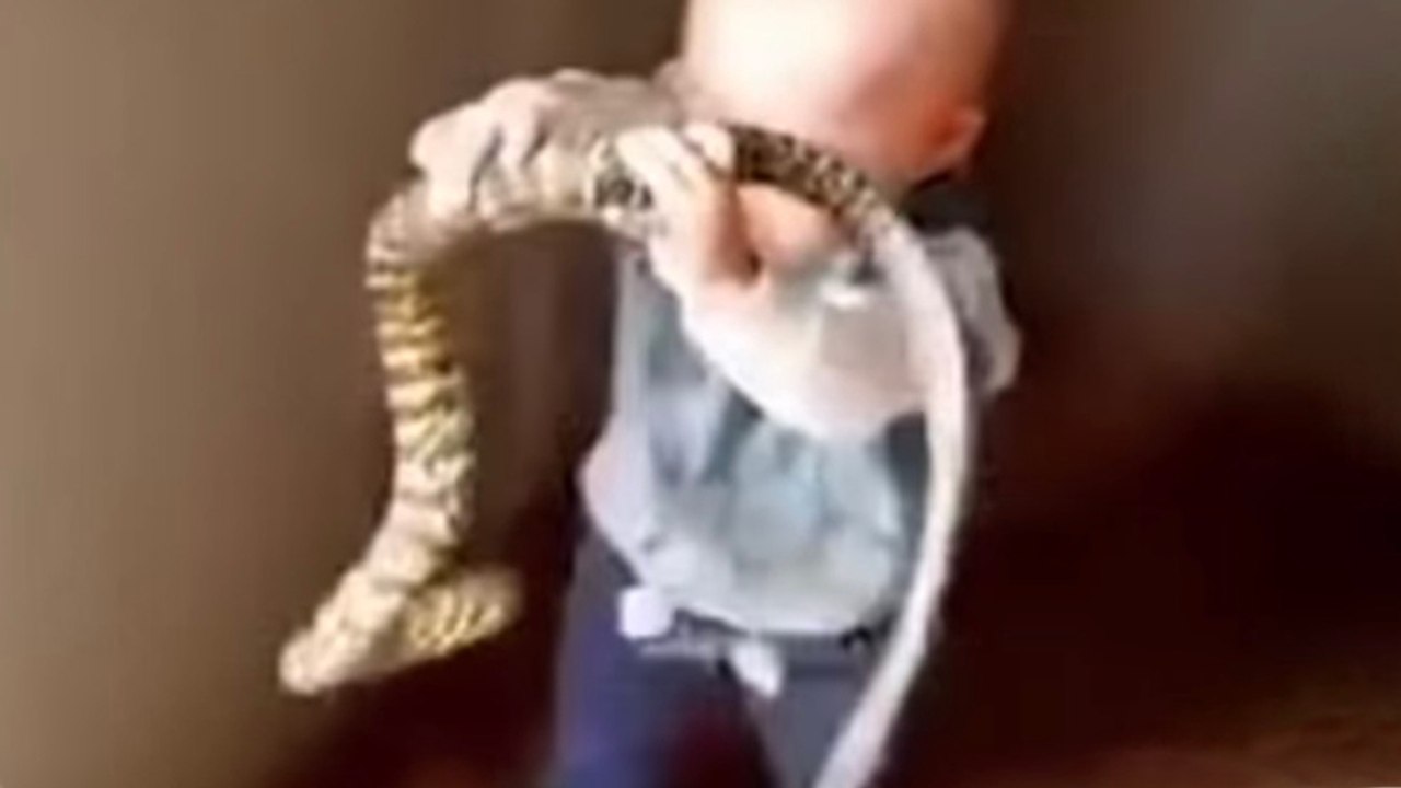 Kleinkind entdeckt Schlangennest: Dann gefriert allen das Blut in den Adern