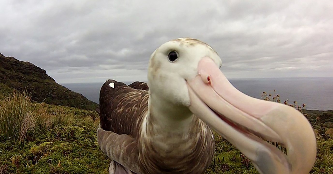 Mini-Fressfeind greift an: Albatrosse vom Aussterben bedroht?