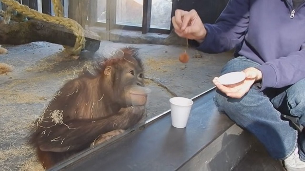 Er zeigt einen Zaubertrick: Unglaublich, wie der Orang-Utan reagiert