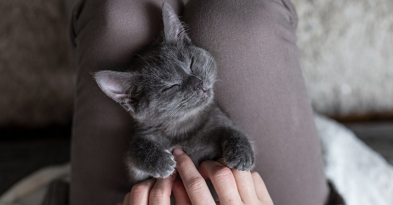 6 Tipps, wie du dich mit einer Katze anfreundest