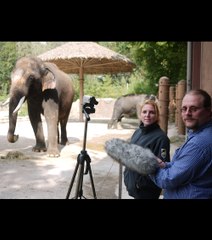Koshik, l'éléphant d'Asie qui parle coréen en imitant ses gardiens