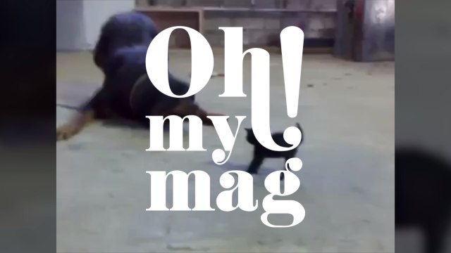 Brave Kitten Stands Up to Dog Rottweiler (VIDEO)