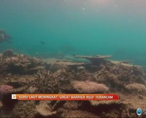 Suhu laut meningkat, Great Barrier Reef terancam