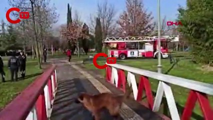 Derede mahsur kalan köpek itfaiye tarafından kurtarıldı