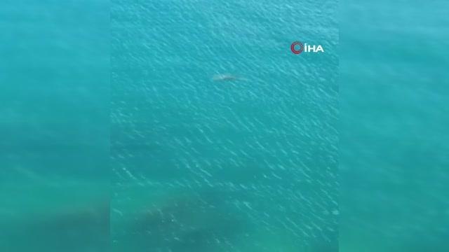 Son dakika haberi... Antalya'da başıboş denizanası istilası... Antalya kıyılarında denizanası yoğunluğu kameralara yansıdı